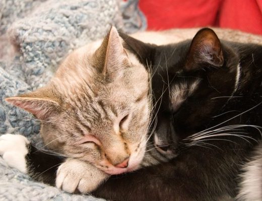 Two cats cuddling, keeping their relationship alive